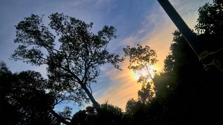 Serene Sunset through Silhouetted Trees wallpaper