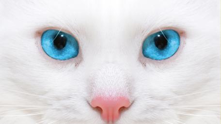 Mesmerizing Blue-Eyed Cat Wallpaper wallpaper