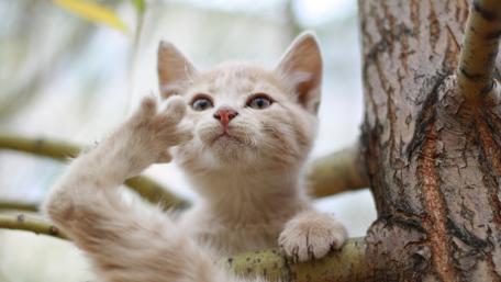 Charming Kitten Playing in Nature wallpaper