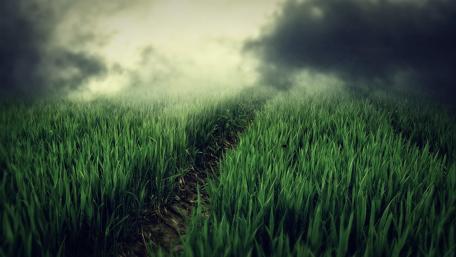 Misty Path Through Lush Green Grass wallpaper
