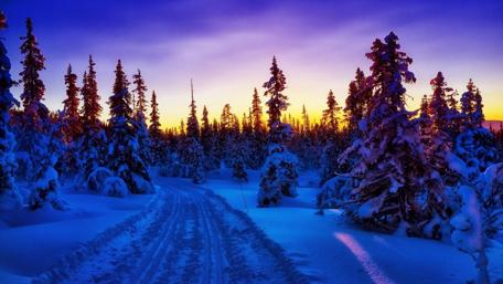 Serene Winter Twilight in a Snowy Forest wallpaper