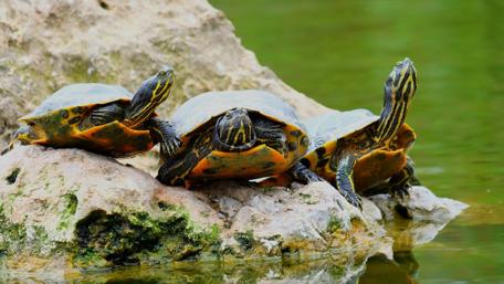Turtles' Day Out on the Rocks wallpaper