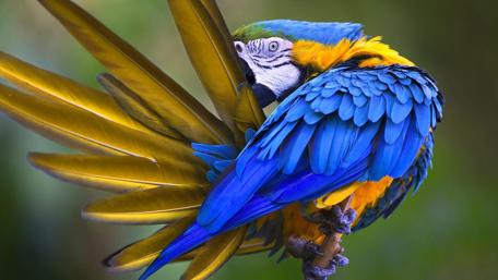 Colorful Macaw in Majestic Pose wallpaper