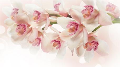 Delicate Orchid Blossoms in Soft Tones wallpaper