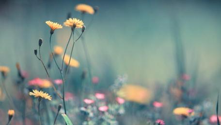 Delicate Blossoms in a Serene Field wallpaper