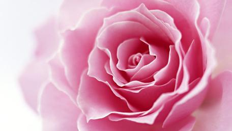 Pink Elegance Blooming in Soft Light wallpaper