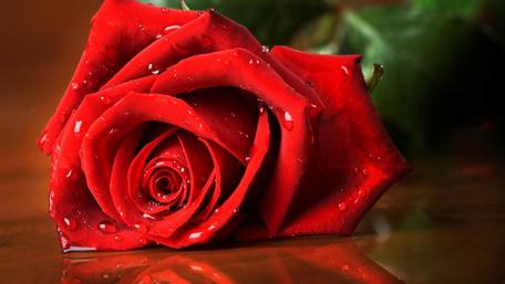 Elegant Red Rose with Dew Drops wallpaper