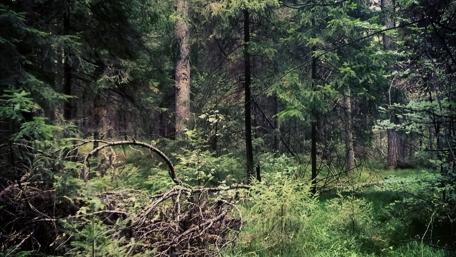 Lush Green Forest Embracing Summer Beauty wallpaper