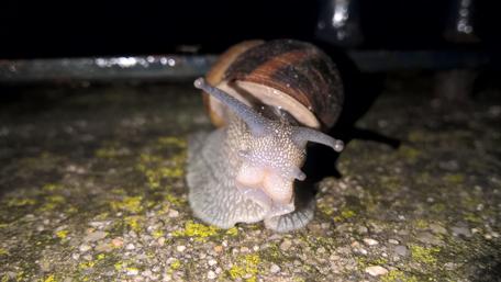 Majestic Mollusk in Detail wallpaper