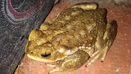 Frog in Natural Habitat Close-Up wallpaper