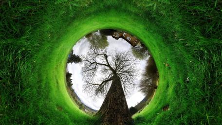 Whimsical Forest Perspective Wallpaper wallpaper