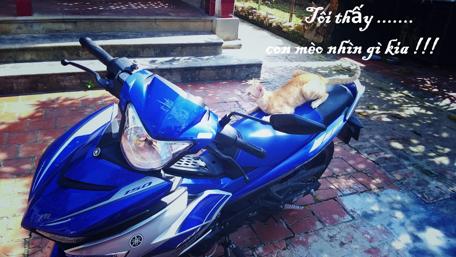 Relaxing Moments with a Cat on a Motorcycle wallpaper