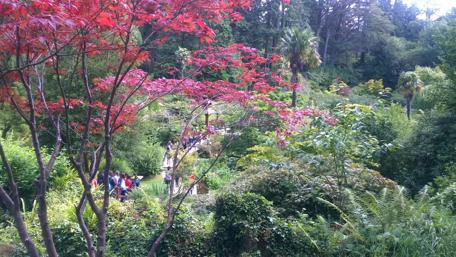 Vibrant Nature with Red Leaves and Lush Greenery wallpaper