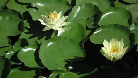 Serene Water Lilies in Tranquil Greenery wallpaper