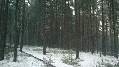 Serene Winter Wonderland Filled with Tall Pines wallpaper