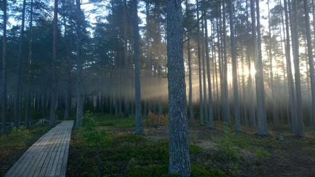Sunlit Forest Pathway in Tranquil Pines wallpaper