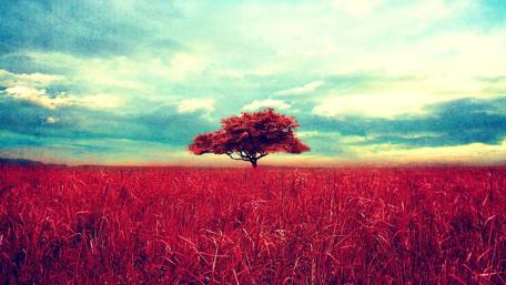 Vibrant Sunset Over a Majestic Tree in a Field wallpaper