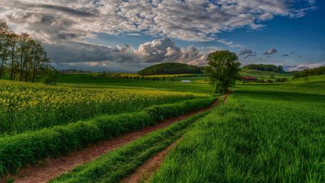 Pathway Through Vibrant Fields wallpaper