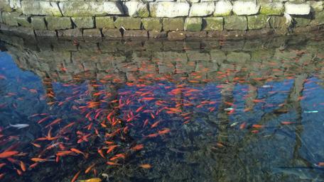 Colorful Fish in Tranquil Lake Water wallpaper