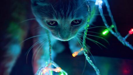 Festive Feline Amidst Christmas Lights wallpaper