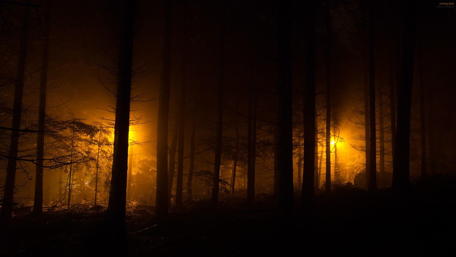 Mystic Glow Amidst the Shadowed Woods wallpaper