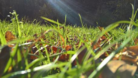 Golden Sunrays Over Bulgarian Grassland wallpaper