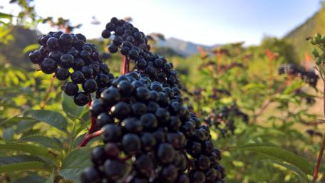Lush Black Berries in Nature's Embrace wallpaper