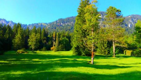 Lush Green Forest in Germany wallpaper
