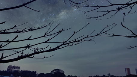 Starry Night Sky Over Silhouetted Branches wallpaper