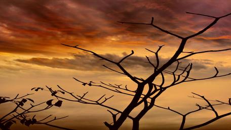 Silhouetted Branches Against an Orange Sky wallpaper