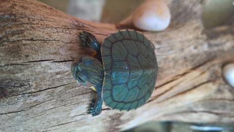Vibrant Turtle in Tranquil Setting wallpaper