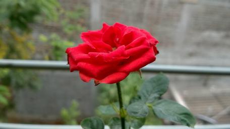 Vibrant Red Rose Blooming in Nature wallpaper