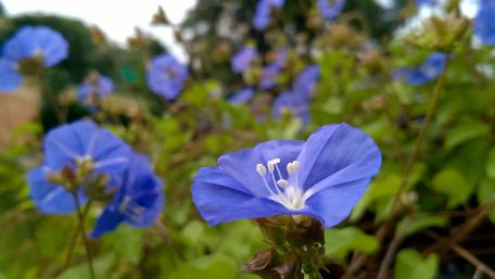Blue Blossoms in Nature's Embrace wallpaper