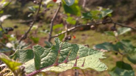 Thorns Among Leaves in Nature Beauty wallpaper