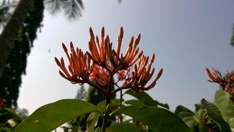 Vibrant Blossoms Against the Sky wallpaper