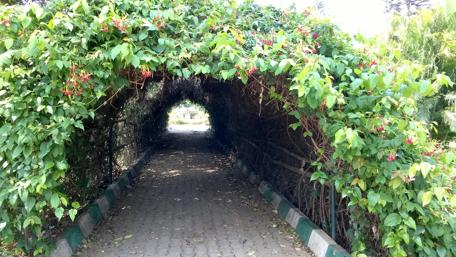 Lush Green Cave Pathway Inviting Exploration wallpaper