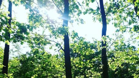 Sunlight Filtering Through a Lush Forest Canopy wallpaper