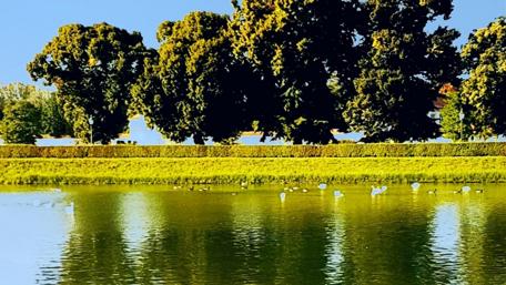 Serene Reflection of Nature's Beauty wallpaper