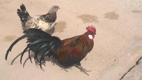 Colorful Rooster and Hen Walking Together wallpaper
