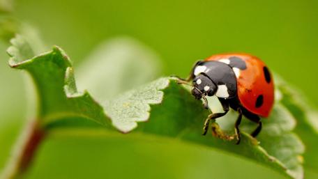 Ladybird on a Leaf's Edge wallpaper