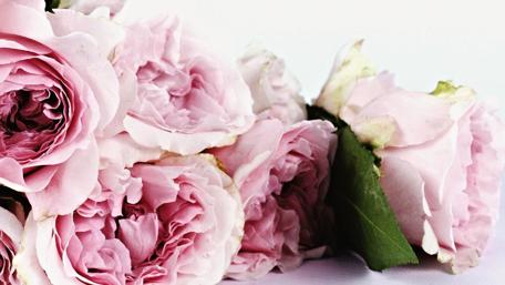 Delicate Pink Roses in Bloom wallpaper