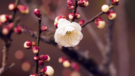 Spring Blossom Awakening wallpaper