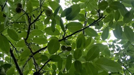 Fresh Greenery and Fruits Above wallpaper