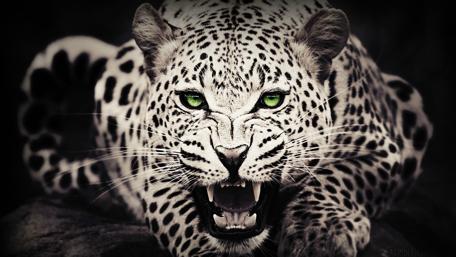 Fierce Gaze of the Wild Leopard wallpaper