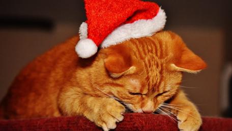 Festive Feline in a Santa Hat wallpaper