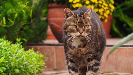 Courageous Tabby Cat on the Move wallpaper