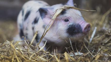 Curious Piglet in a Cozy Environment wallpaper