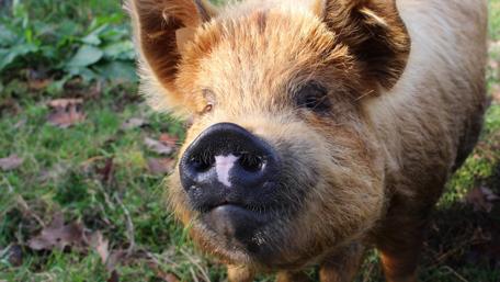 Charming Close-Up of a Happy Piggy Friendship with Nature wallpaper