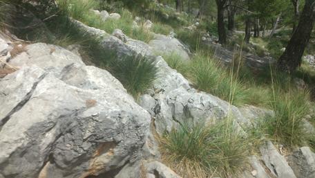 Rocky Terrain and Lush Greens of Mallorca wallpaper