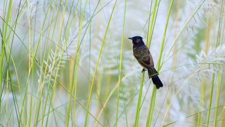Charming Bird Amidst Lush Greenery wallpaper